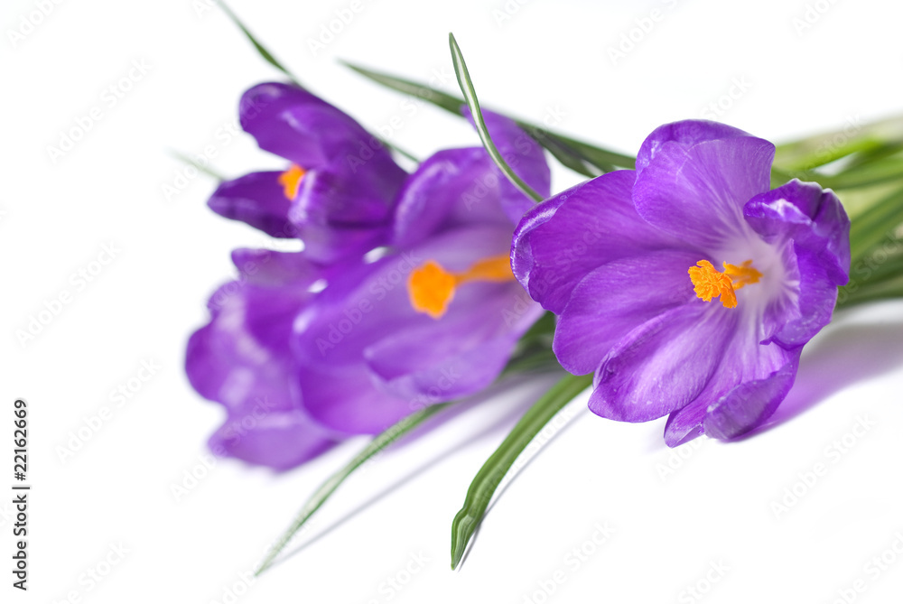 crocus bouquet isolated on white crocus bouquet isolated on white