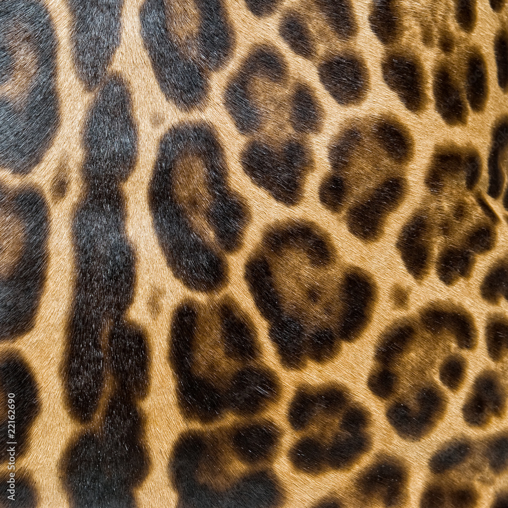 Leopard skin background Leopard skin background
