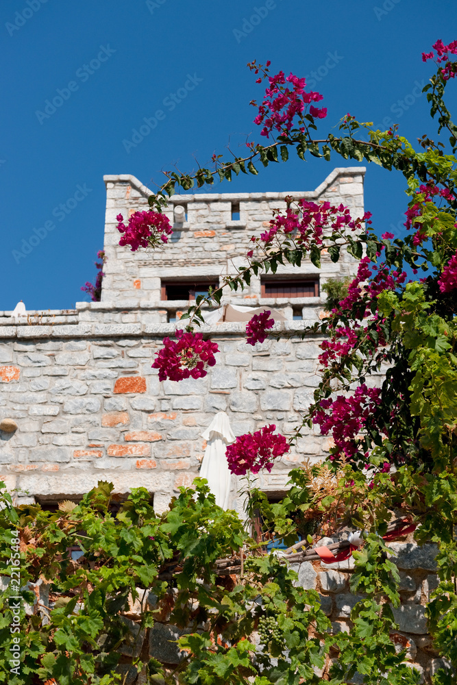 Fototapeta premium Bougainvillea