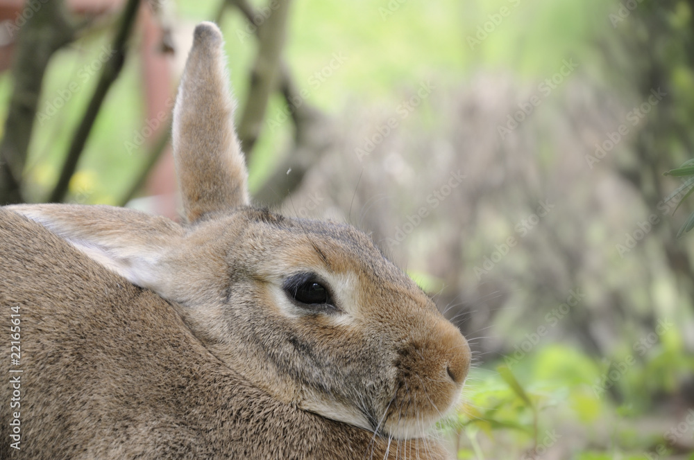 Fototapeta premium Tête de lapin