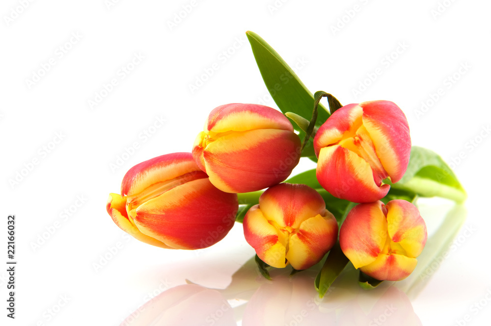 Multicolor tulips Multicolor tulips