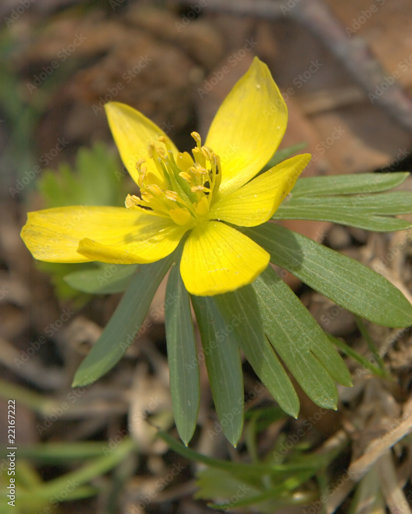 Gelbe Blüte mit spitzen Blättern im Wald Gelbe Blüte mit spitzen Blättern im Wald