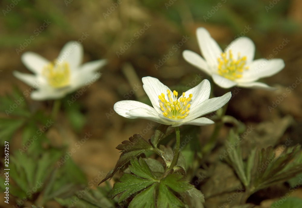 Weiße Blüten mit spitzen Blättern im Wald Weiße Blüten mit spitzen Blättern im Wald