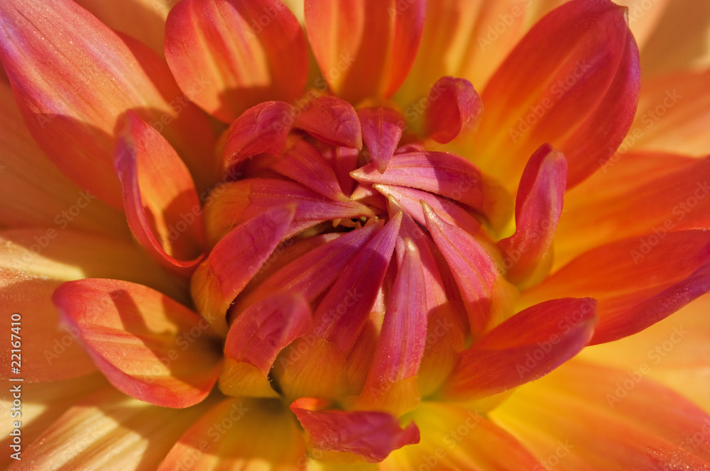 Dahlia flower Dahlia flower