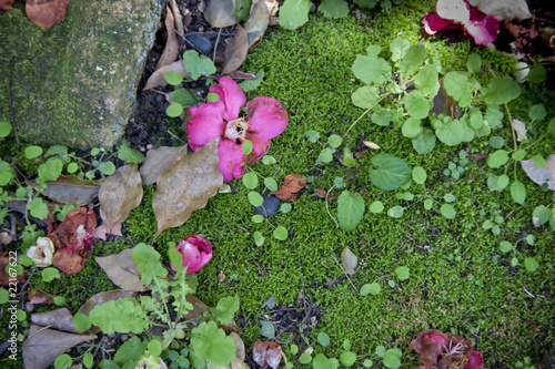 Moss and Flowers photo