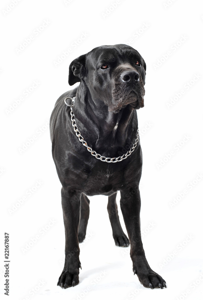 Fototapeta premium italian mastiff