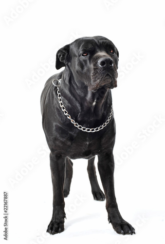 italian mastiff photo