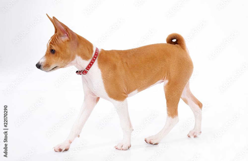 young basenji young basenji