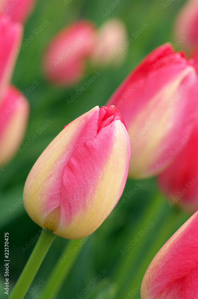 Fototapeta premium Pink tulips close-up