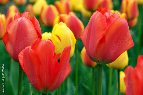 Colorful tulips © Svetlana Lukienko