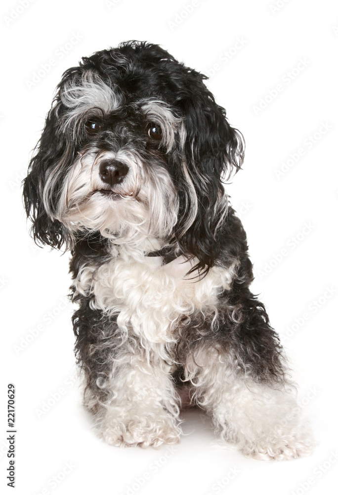 Black and white maltese dog.