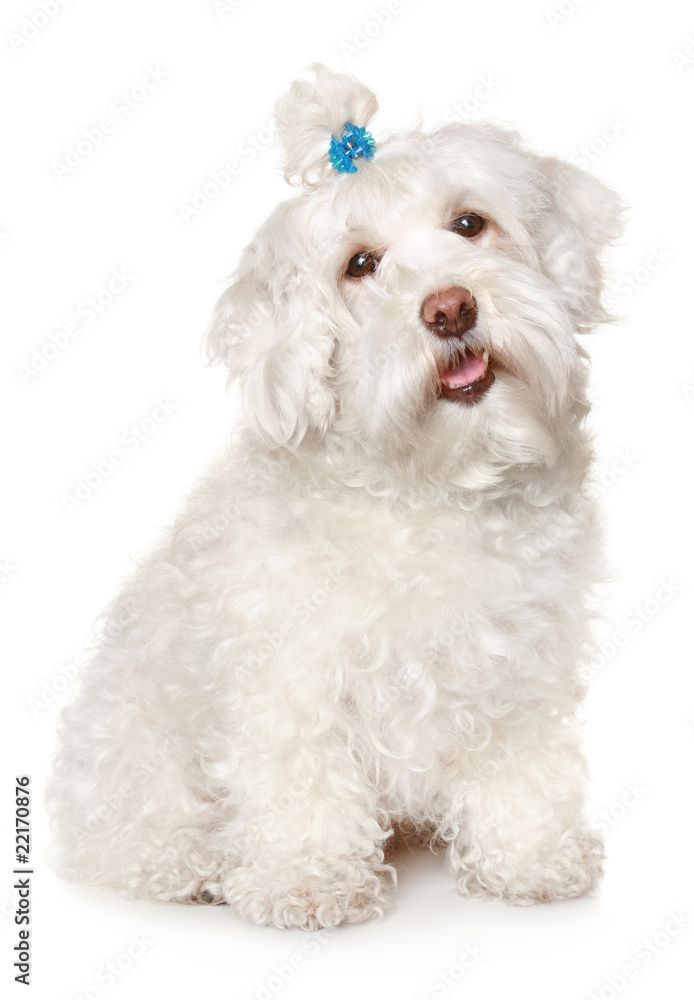 Maltese dog on white background