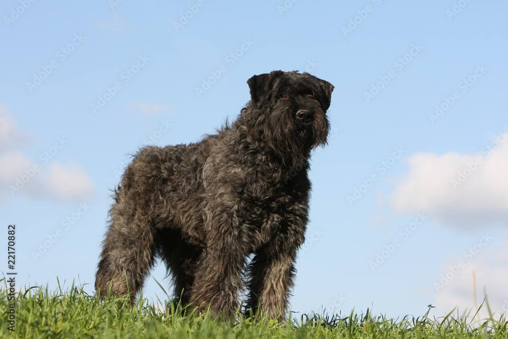 beautiful bouvier des Flandres on the grass, with blue sky