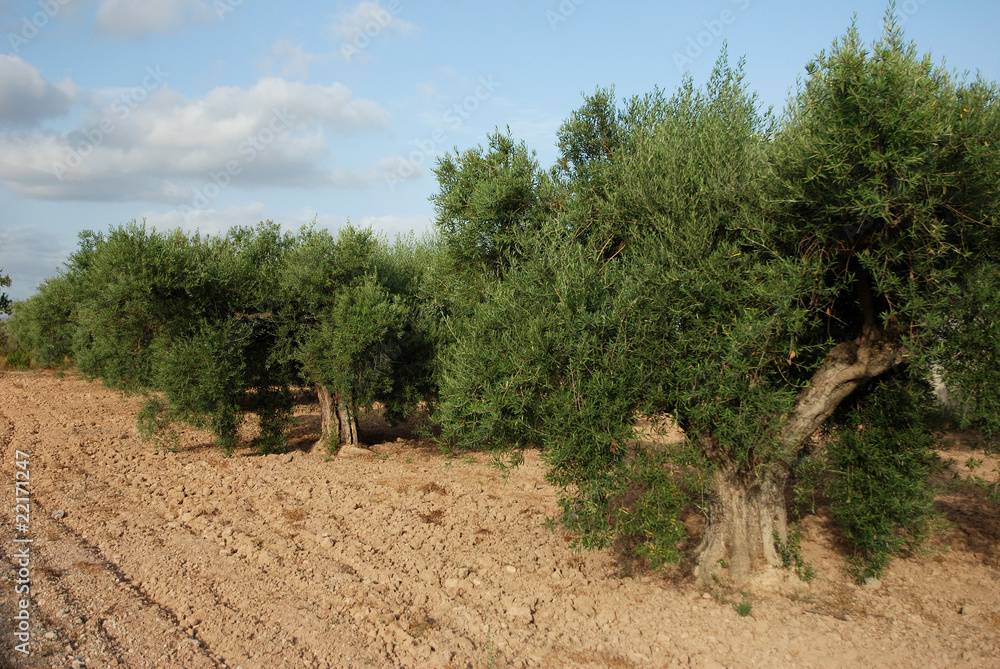 Olivenhain in Südspanien