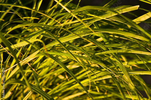native-grasses