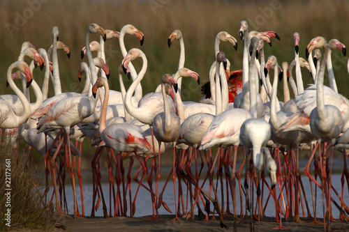 Flamingos