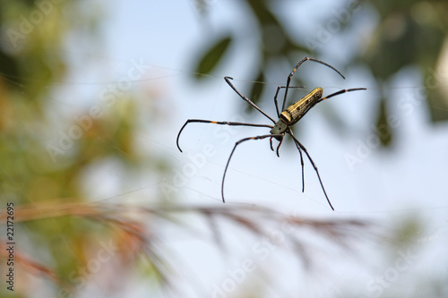 Spider in its web