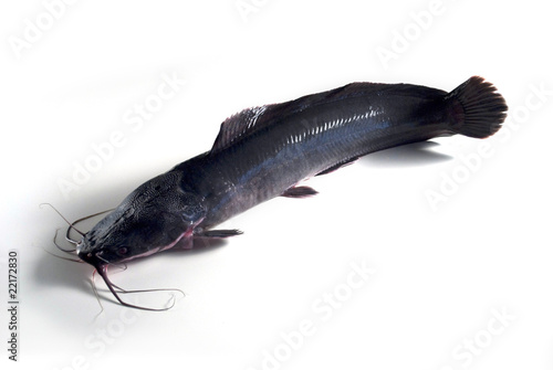wels catfish (Flusswels) photo