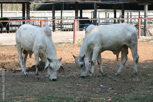 White cows, Thailand.