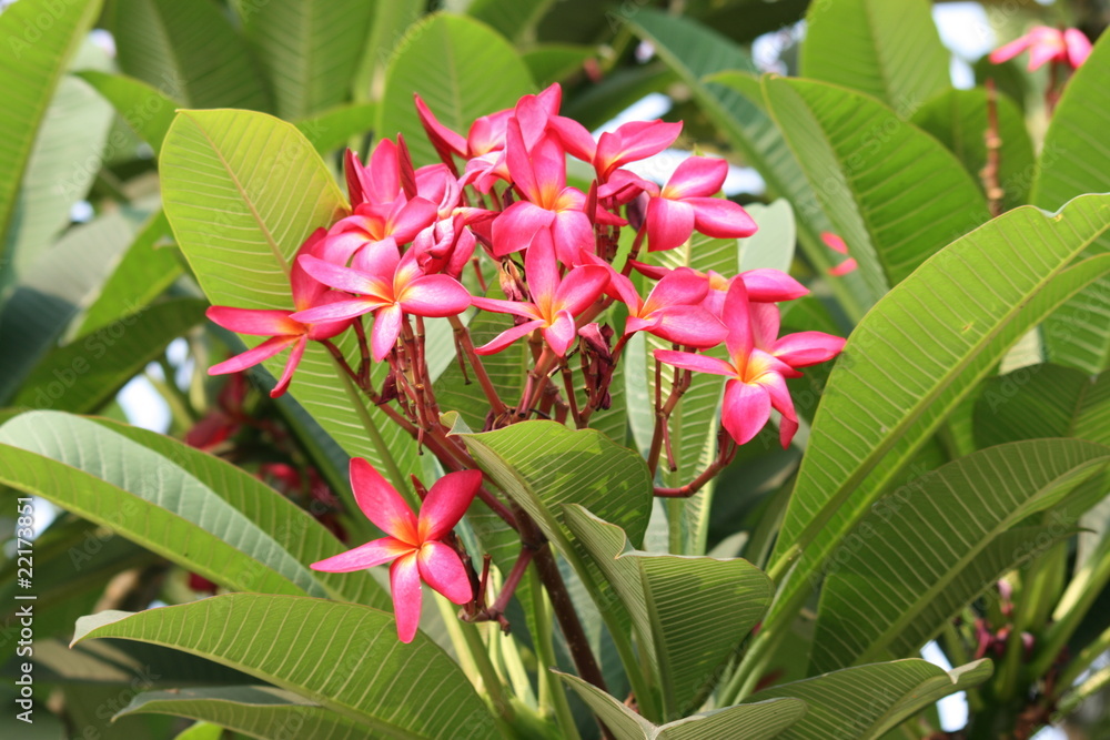 Obraz premium Pink flowers, Thailand.