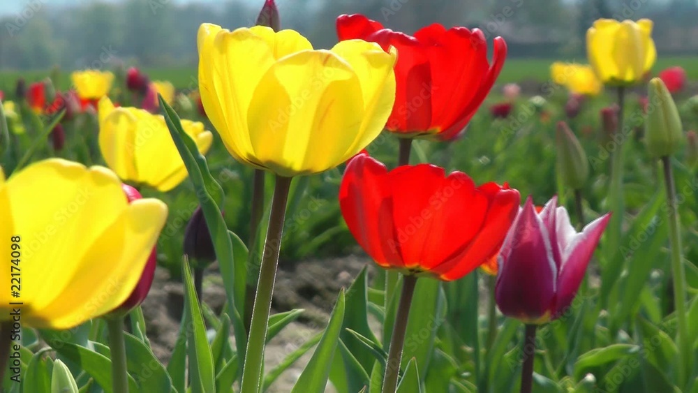 Tulpen in der Sonne - Tulips in the Sun - Video Tulpen in der Sonne - Tulips in the Sun - Video