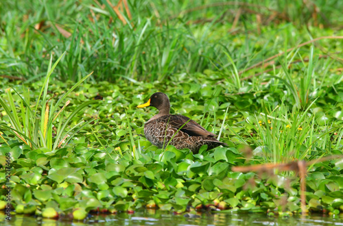 Yellow-billed duck