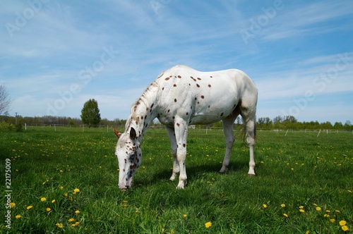 Fotografija horse meadow