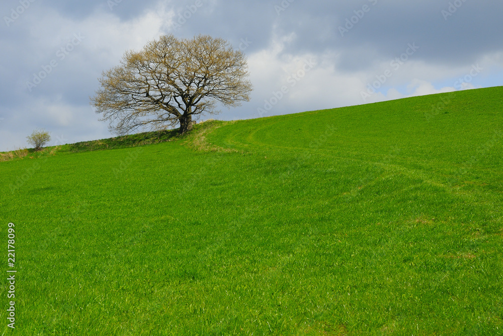 Einsamer Baum