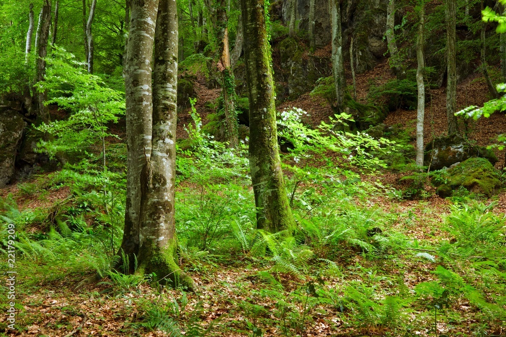 Green mountain forest in Pyrenees