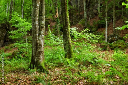Green mountain forest in Pyrenees