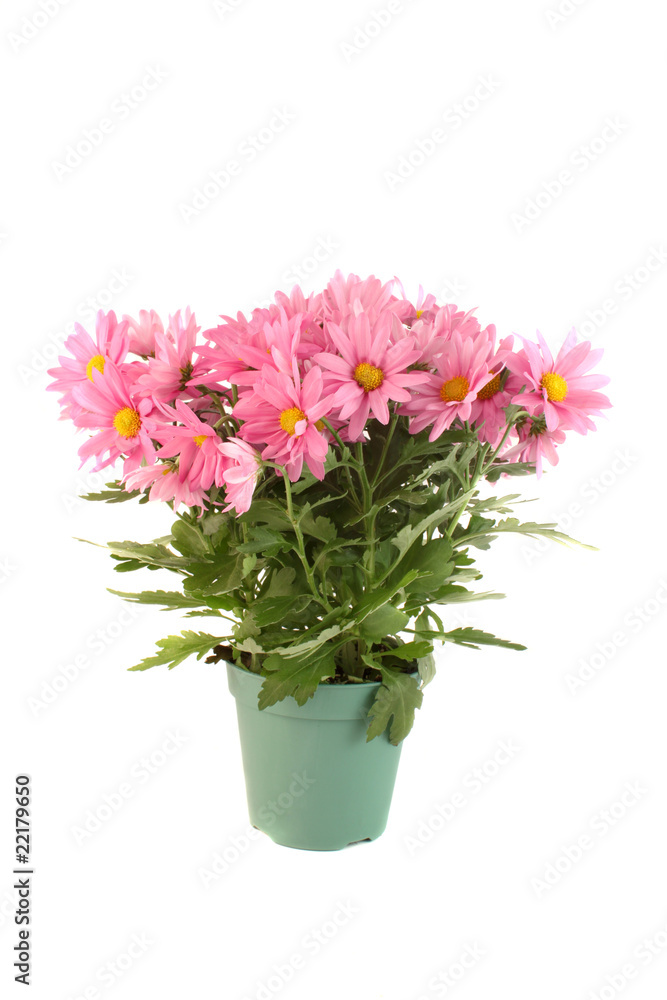 Pot of pink daisies