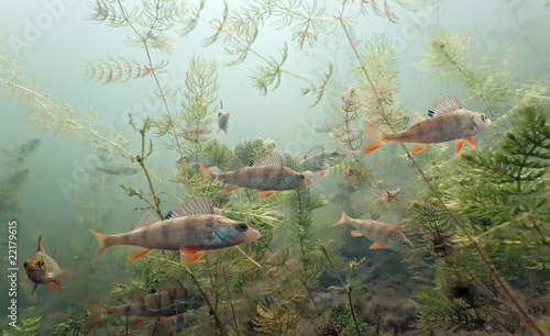 Shoal of perch in the lake