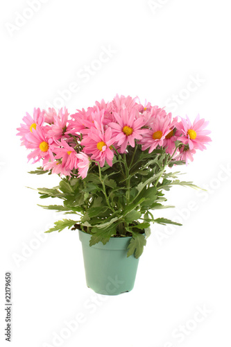 Pot of pink daisies