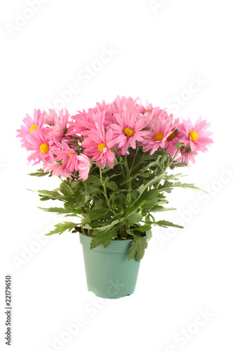 Wallpaper Mural Pot of pink daisies Torontodigital.ca