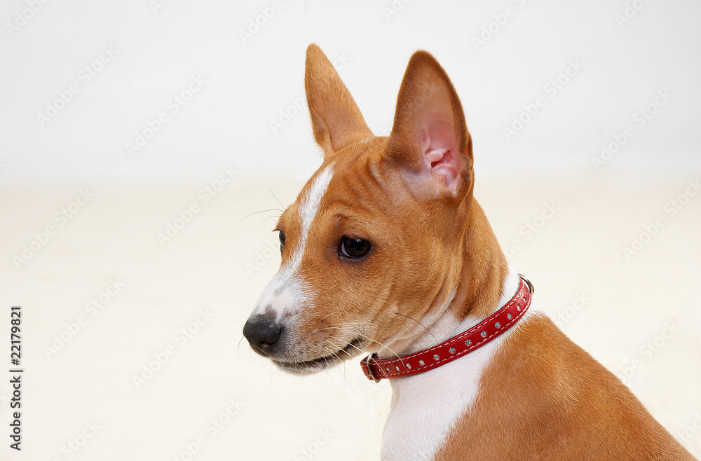young basenji young basenji