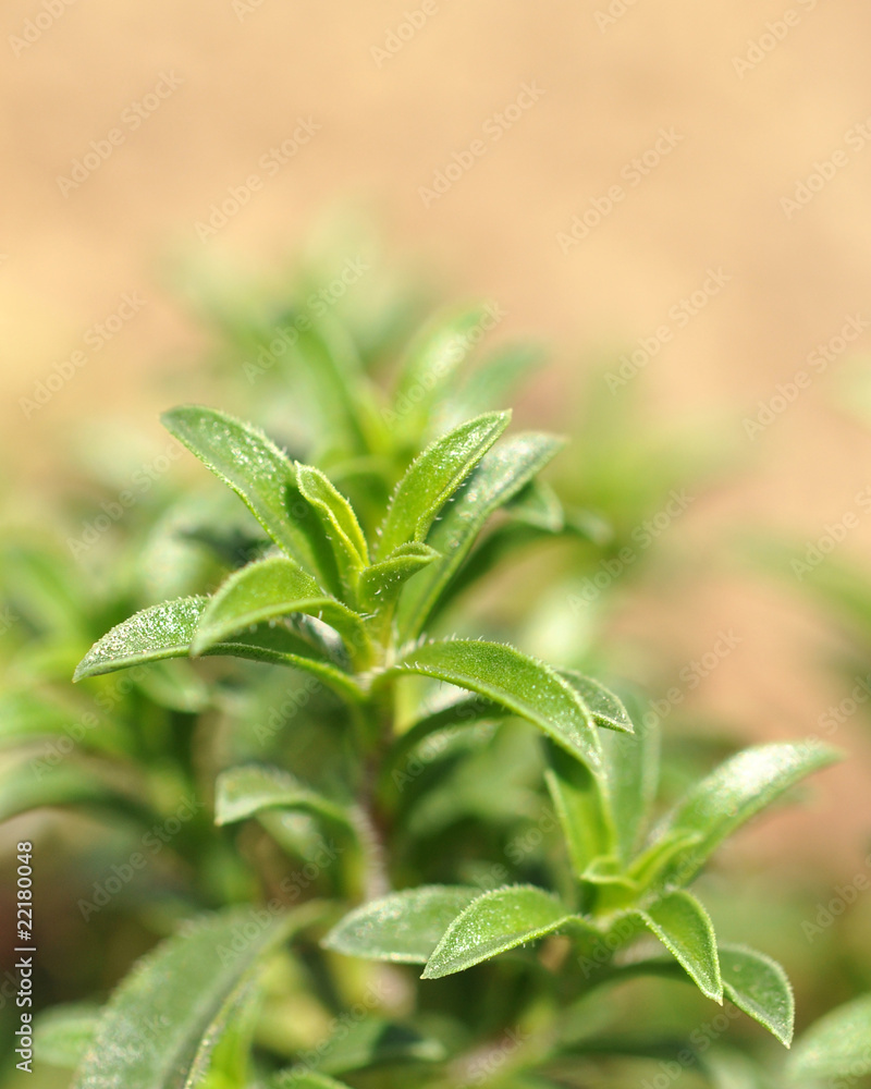 Winter Savory Winter Savory