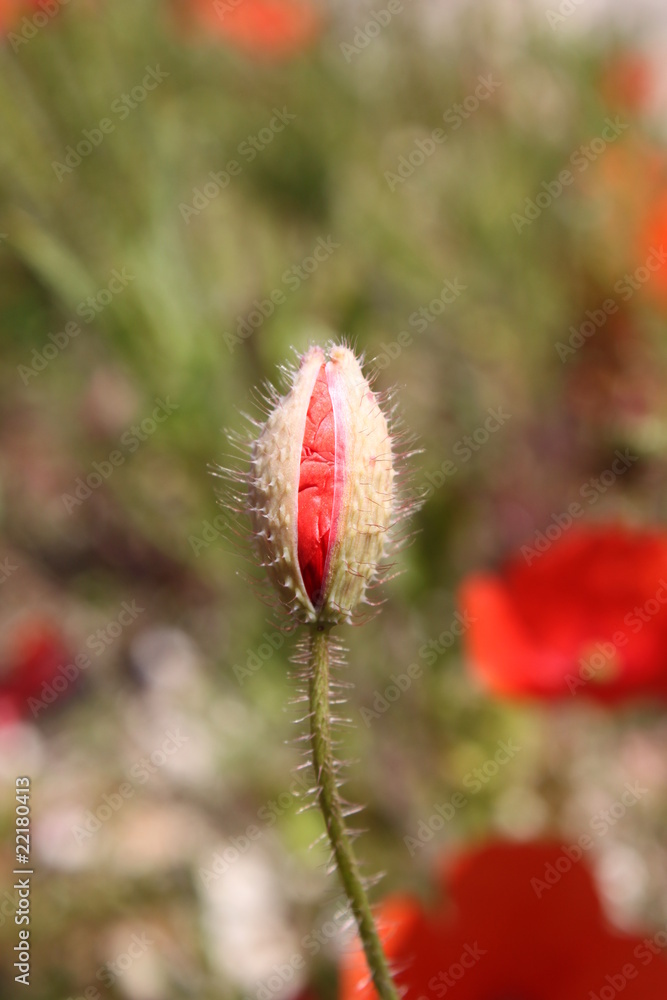 Bud poppy Bud poppy