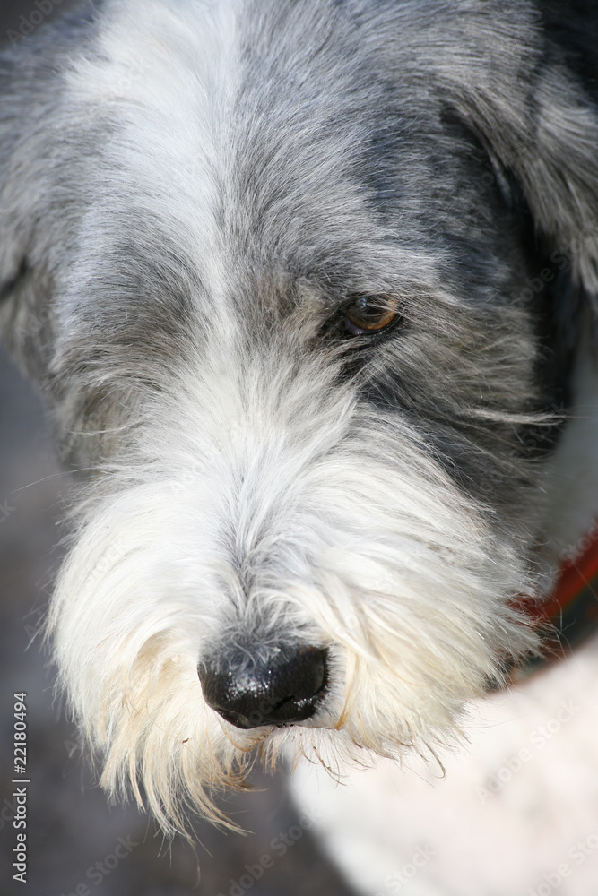 Bearded Collie