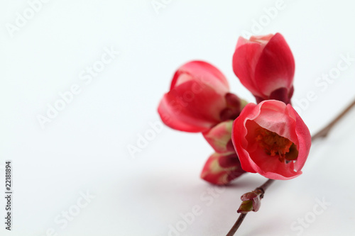 Quince blossoms