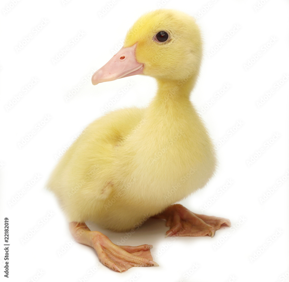 Fototapeta premium Cute duckling on white