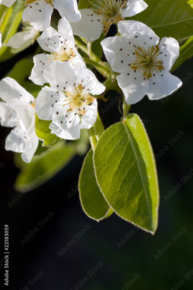 Fototapeta premium KIRSCH - Blüten