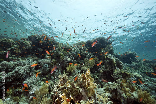 Coral and fish in the Red Sea