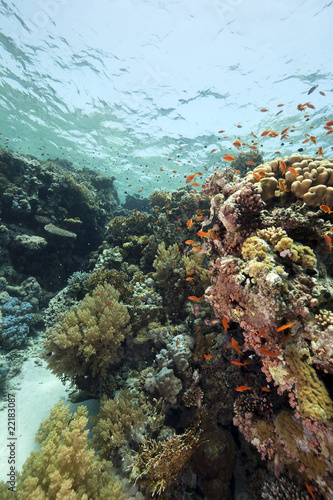 Fototapeta Naklejka Na Ścianę i Meble -  Coral and fish in the Red Sea
