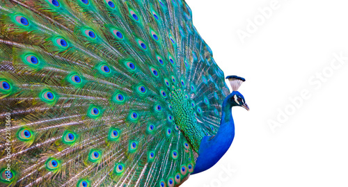 Plakat Peacock