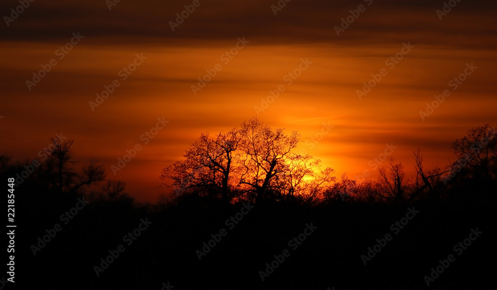 Beautiful sunset and tree silhouette under forest