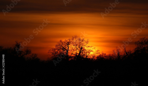 Beautiful sunset and tree silhouette under forest