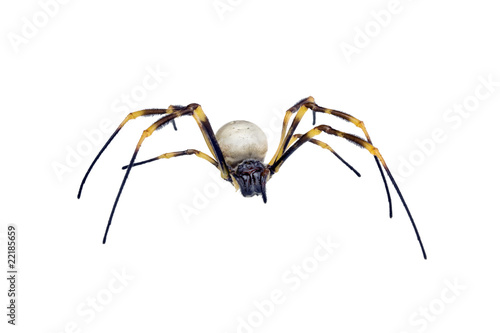 Golden Orb-weaving Spider, Nephila maculata