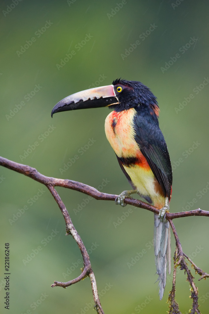 Fototapeta premium Collared Aracari, a Toucan from Central America.