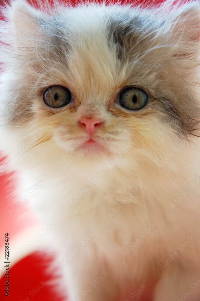 close up of persian kitten with red background