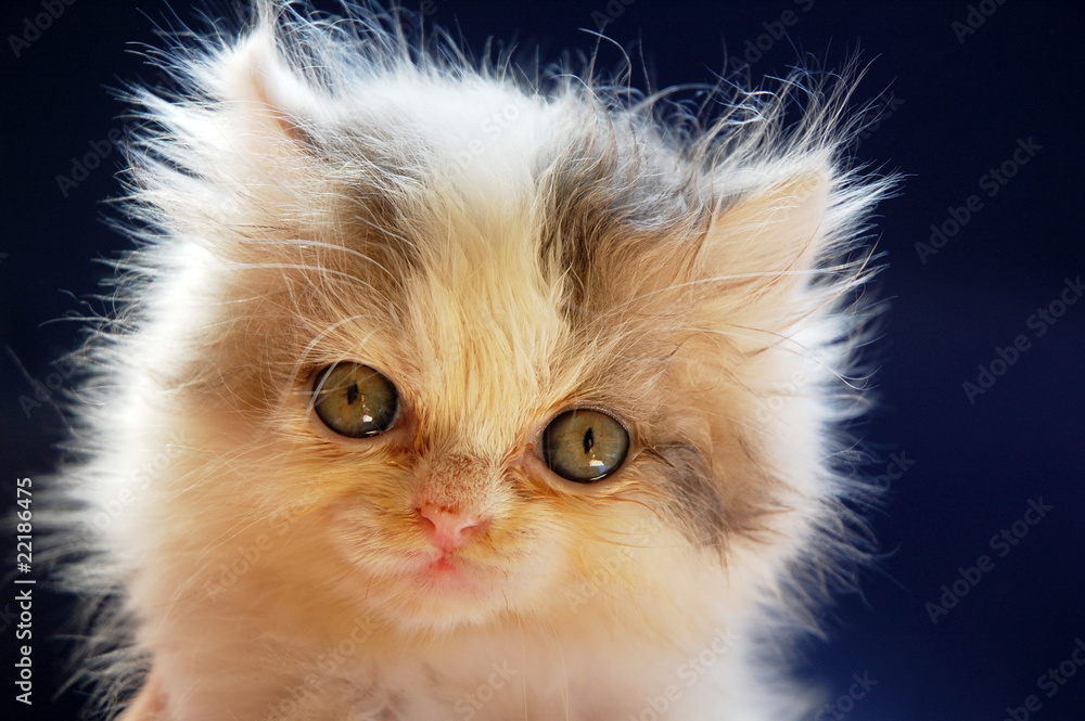 close up of persian kitten with blue background